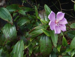 Melastoma sanguineum