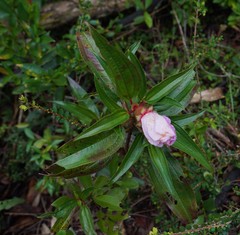 Melastoma sanguineum