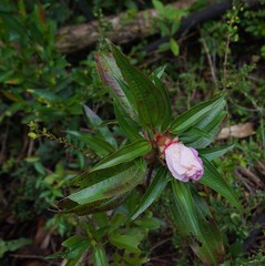 Melastoma sanguineum