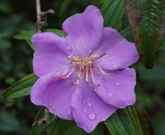 Melastoma sanguineum