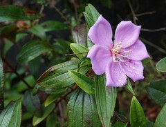 Melastoma sanguineum