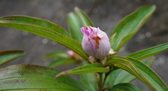 Melastoma sanguineum