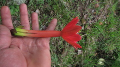 Passiflora crispolanata