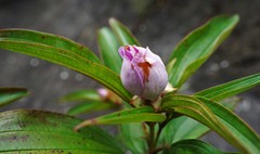Melastoma sanguineum