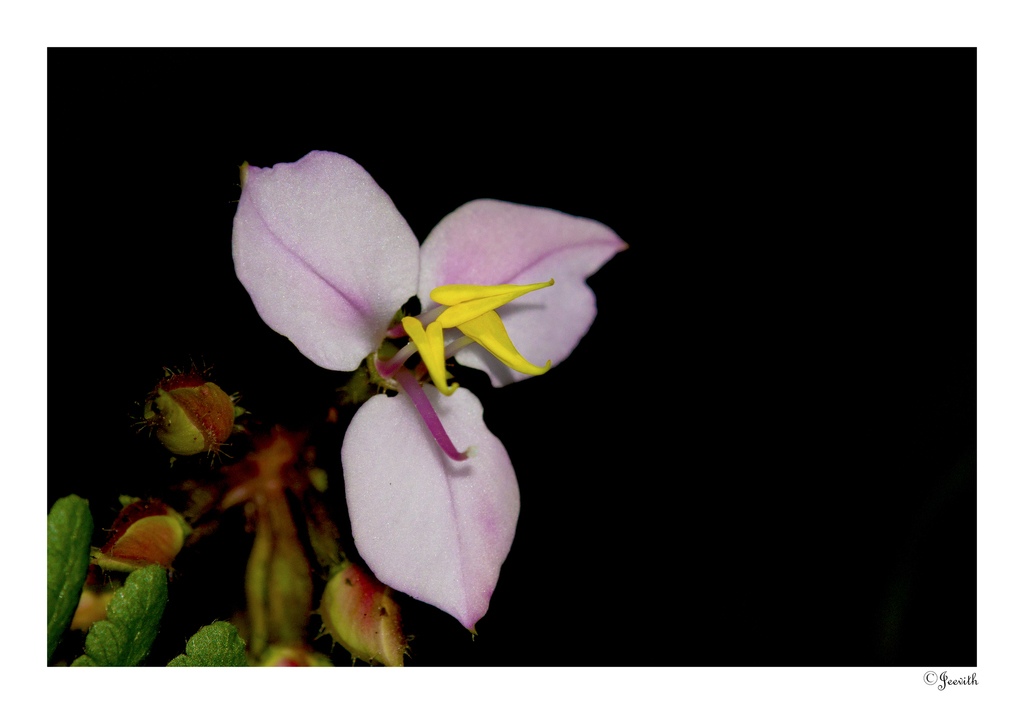 Sonerila versicolor