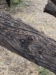 Acanthocephala thomasi