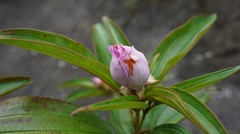 Melastoma sanguineum