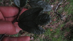 Passiflora crispolanata