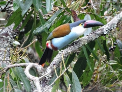 Andigena nigrirostris