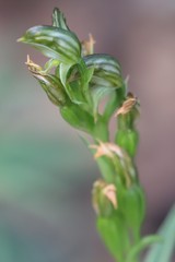 Pterostylis smaragdyna