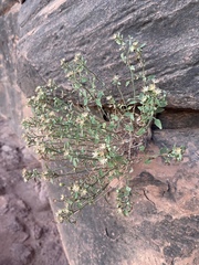Perityle congesta
