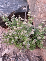 Fendlerella utahensis