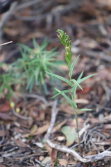 Pterostylis smaragdyna