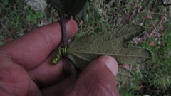 Passiflora crispolanata