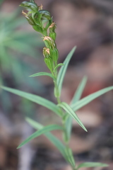 Pterostylis smaragdyna