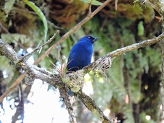 Diglossa indigotica