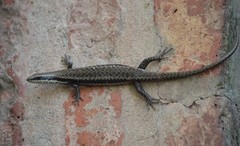 Notomabuya frenata