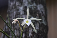 Brassavola tuberculata