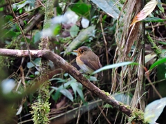 Grallaricula flavirostris