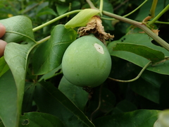 Passiflora cincinnata