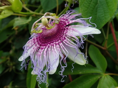 Passiflora cincinnata
