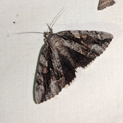 Catocala flebilis