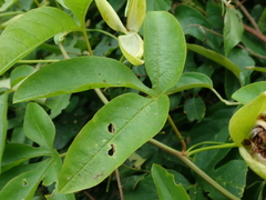Passiflora cincinnata
