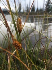 Carex exsiccata