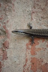 Notomabuya frenata