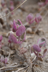 Atriplex saccaria