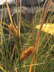 Carex exsiccata