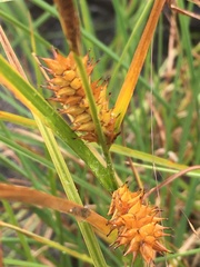 Carex exsiccata