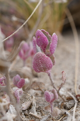 Atriplex saccaria