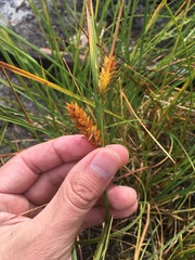 Carex exsiccata