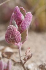 Atriplex saccaria