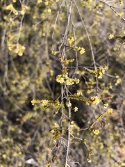 Micromyrtus sessilis