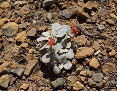 Eriogonum alpinum
