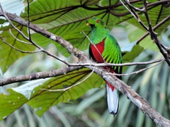 Pharomachrus antisianus