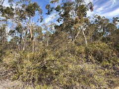 Micromyrtus sessilis