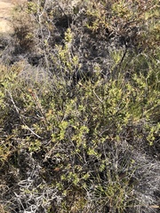 Micromyrtus sessilis