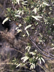 Styphelia mitchellii