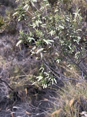Styphelia mitchellii