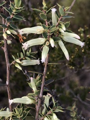 Styphelia mitchellii
