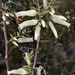 Styphelia mitchellii - Photo (c) spookpadda, algunos derechos reservados (CC BY-NC)