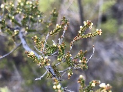 Micromyrtus sessilis