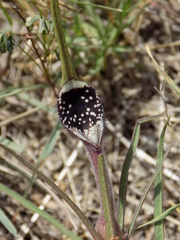 Aristolochia erecta