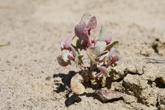 Atriplex saccaria