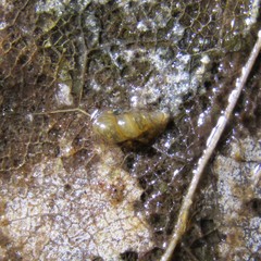 Potamopyrgus oppidanus