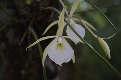 Brassavola tuberculata