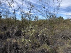 Styphelia mitchellii